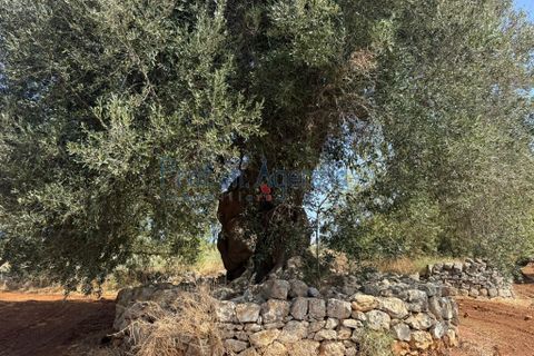 Farm hus i Ostuni, Brindisi, Ostuni - € 85.000 | Ref: 172956 - foto 5